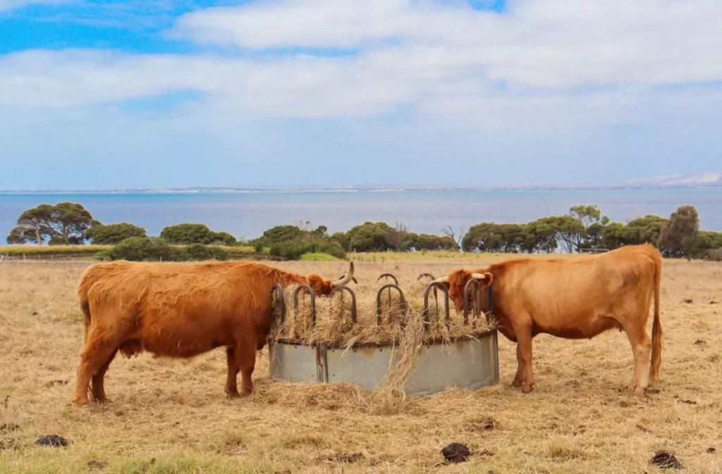 Churchill Island Heritage Farm