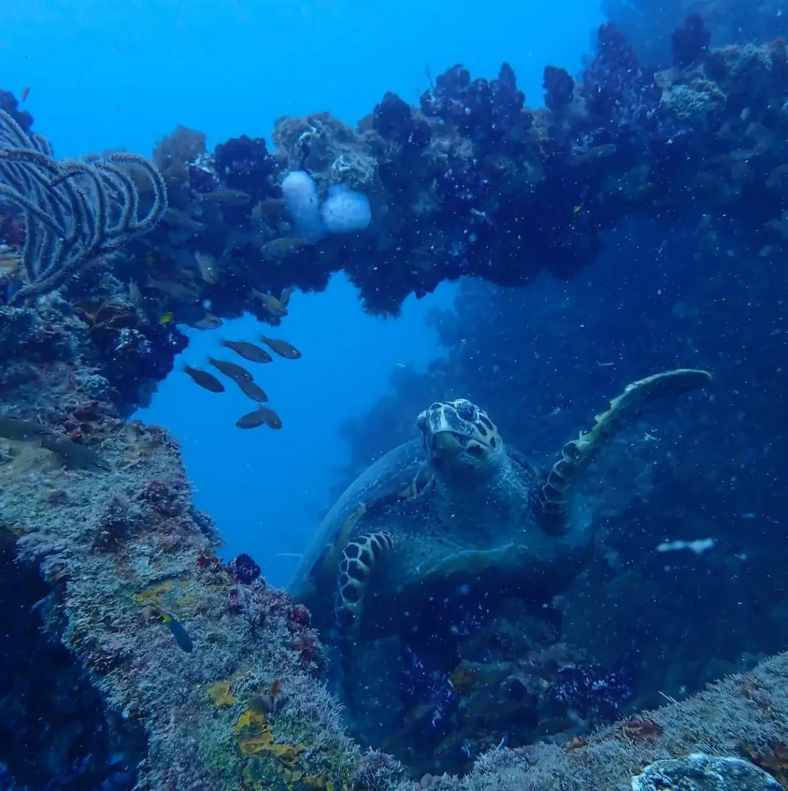 Citizen Science Tours on the GBR