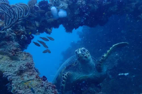 Citizen Science Tours on the GBR