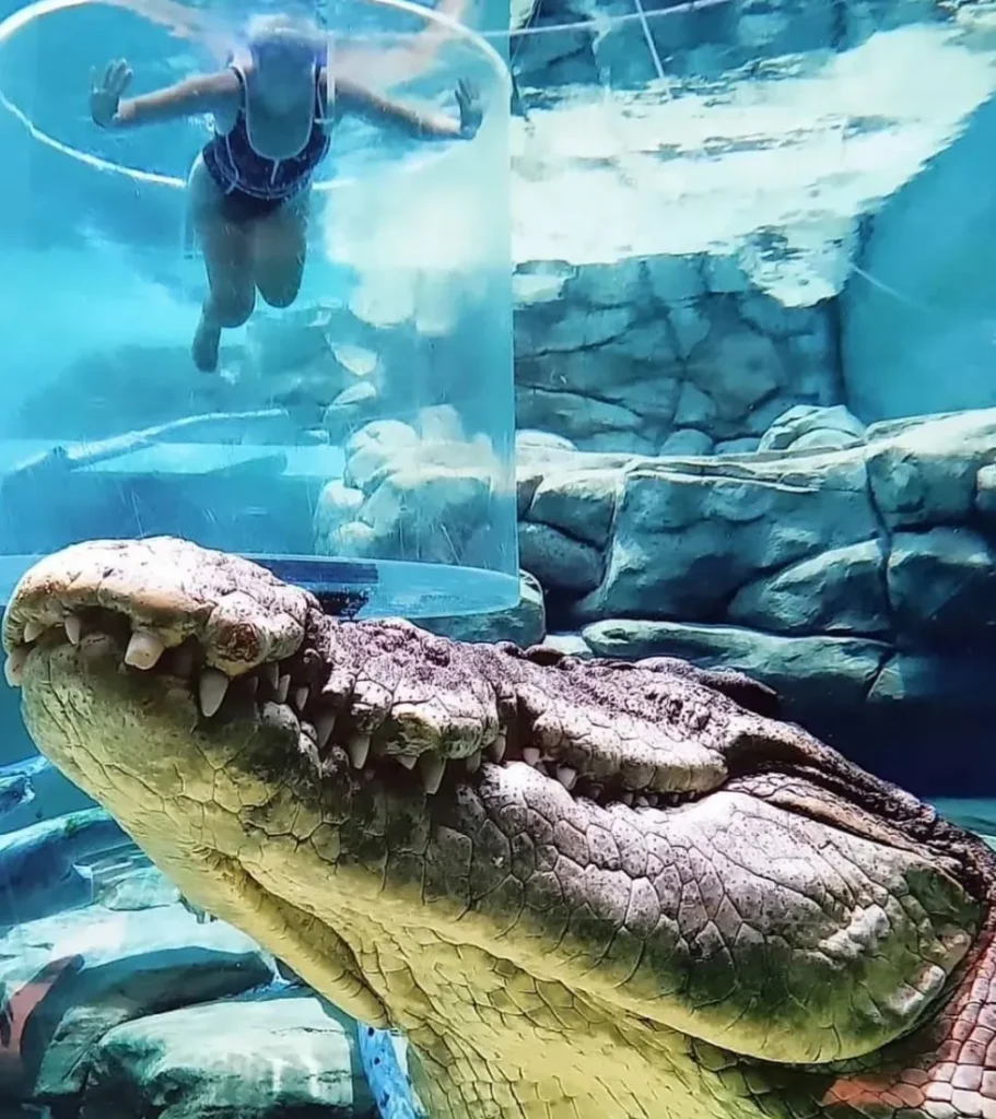 Crocosaurus Cove