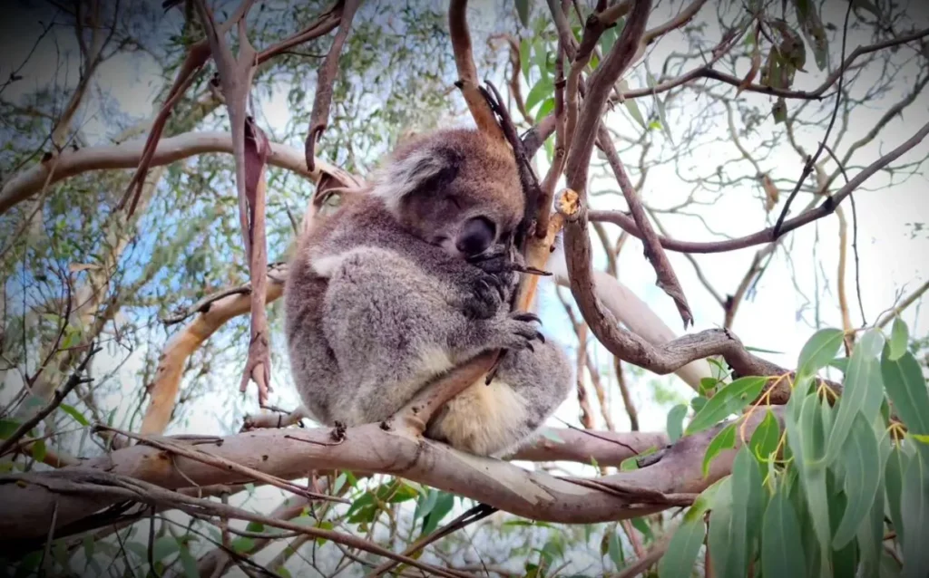 Koala Conservation Reserve