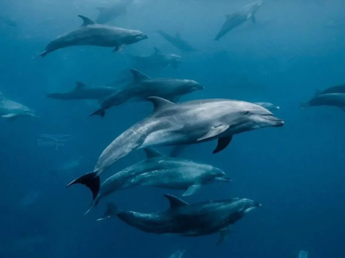 Monkey Mia Dolphin