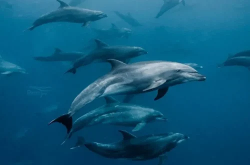 Monkey Mia Dolphin