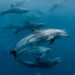 Monkey Mia Dolphin