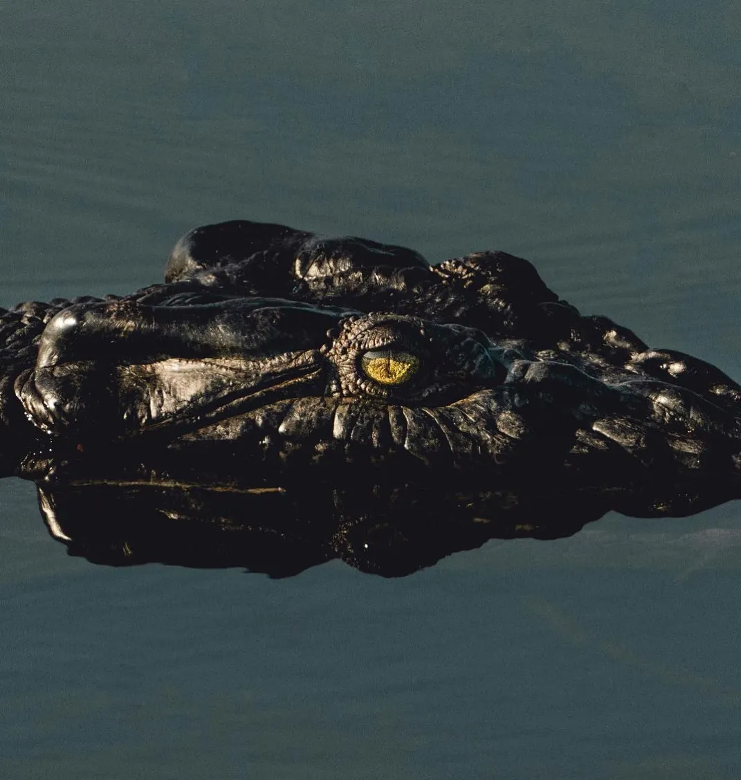 South Alligator