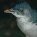 The Penguin Parade Phillip Island