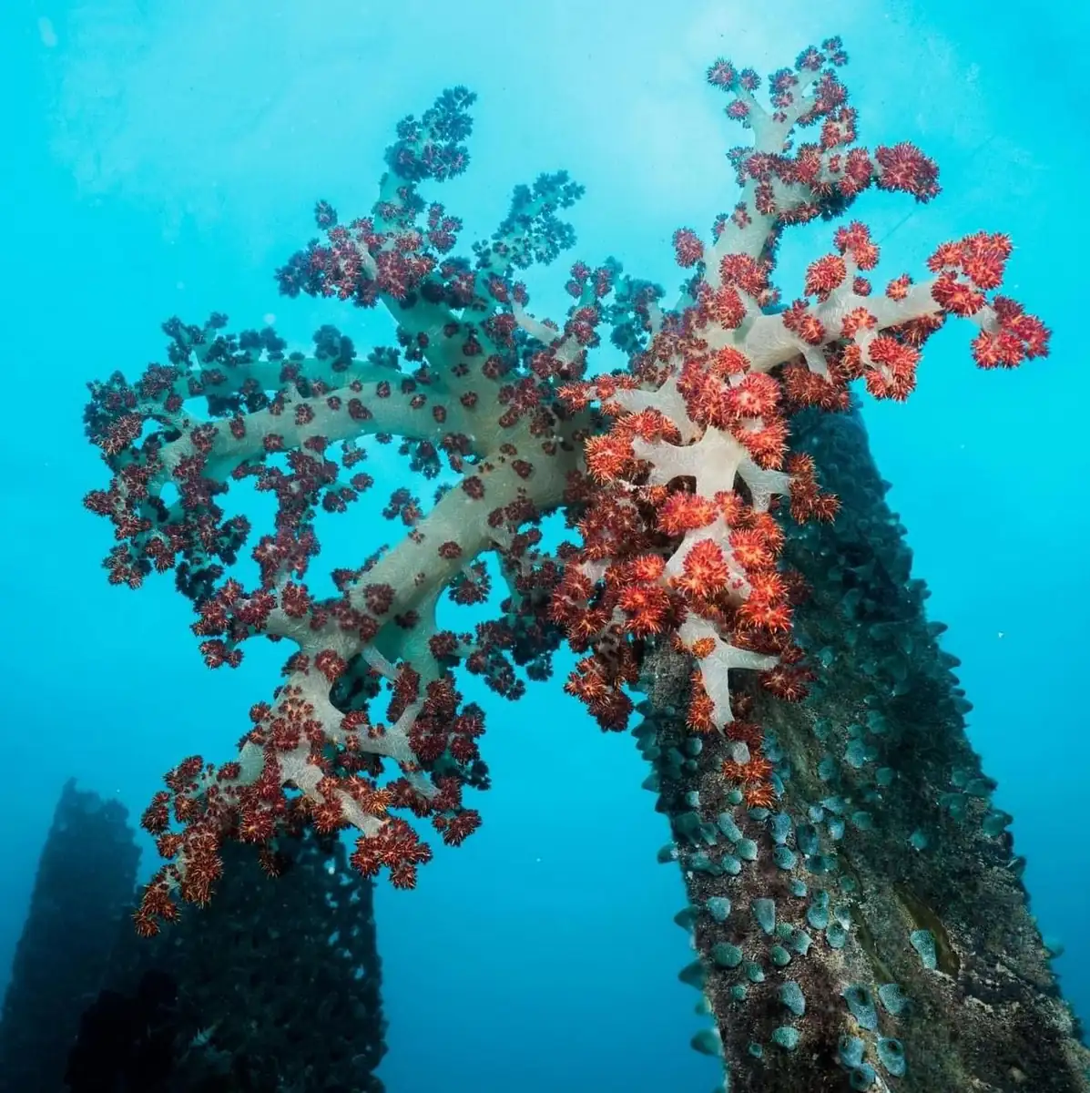 What Sets This Apart From A Standard Reef Cruise