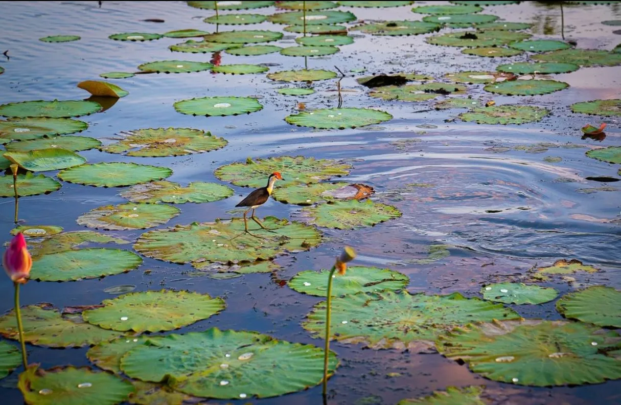 Yellow Water