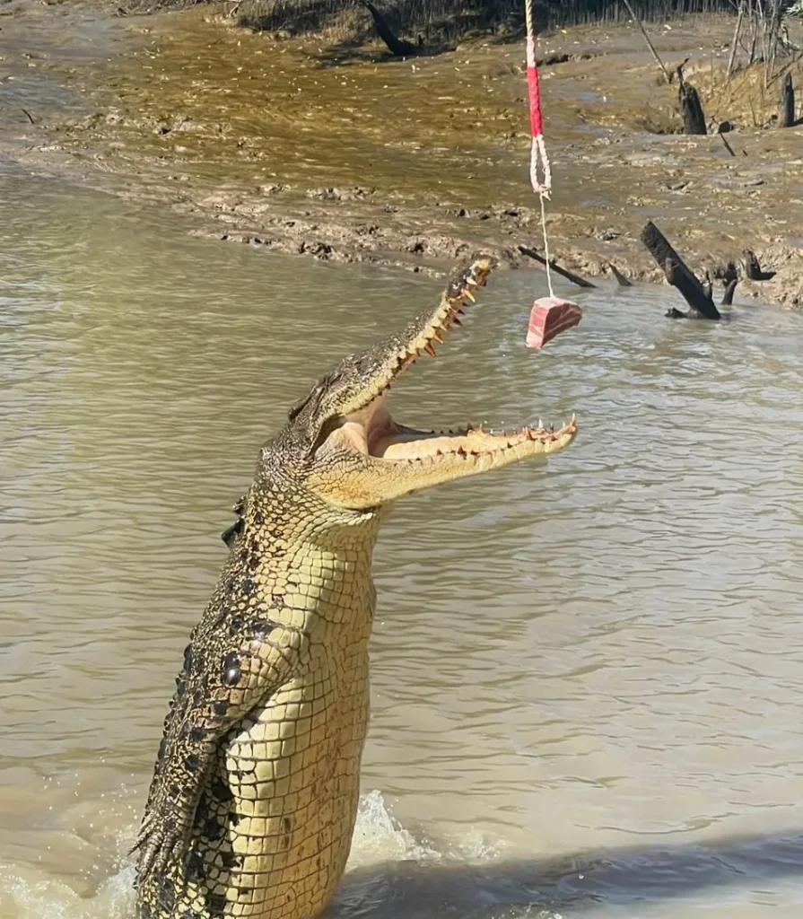 crocodiles jump